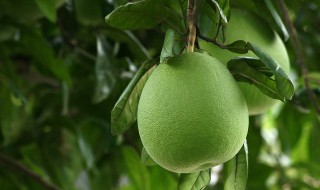 柚子皮的危害 柚子皮可以能用来干什么