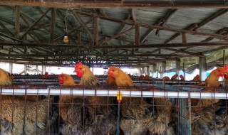 鸡舍通风技巧 如何控制好养鸡场的鸡舍内通风量
