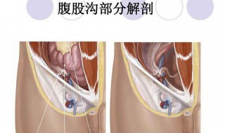 按摩腹股沟的作用 按摩腹股沟的作用有哪些