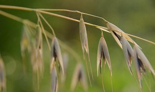 光稃野燕麦介绍 是什么东西