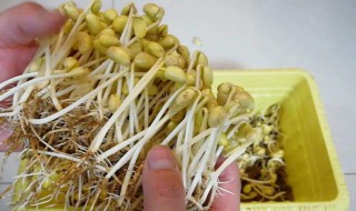 泡黄豆芽的方法 具体步骤