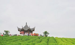 青岛茶山在哪 青岛茶山风景区的位置在哪