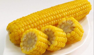 玉米种类 玉米的介绍