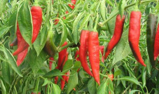辣椒高产种植技术 来看看吧