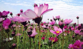 南宁格桑花在哪里有 500亩格桑花海已开