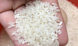 有米虫的米还能吃吗 怎么处理生虫的大米