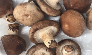 家里长蘑菇了怎么回事 原因是什么