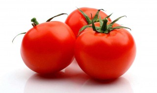 介绍西红柿的作文怎么写 作文模板
