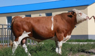 牛的重量怎么算 怎样计算牛体重