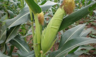 玉米怎么种植 简单操作