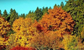 描写秋天景色的古诗有哪些 哪些古诗描写秋天的景色