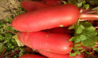 红皮萝卜的功效与禁忌 红皮萝卜的功效与禁忌有哪些