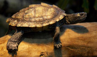 哪些乌龟不能吃 乌龟的家常做法