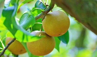 梨子酒的酿制方法 梨子酒的酿制方法是什么