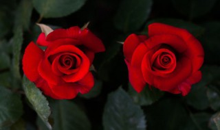 白玫瑰红玫瑰经典语录 张爱玲白玫瑰红玫瑰语录摘选