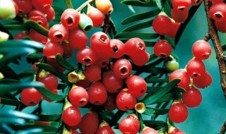 红豆杉的功效与作用及食用方法 红豆杉的功效与作用及食用方法是什么
