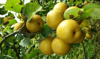梨树地栽方法 梨树怎么种