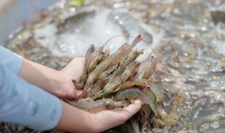 大河虾的清洗方法 怎么样清洗河虾