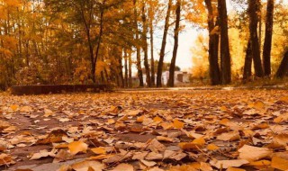 关于秋天的好句子 关于秋天的好句子有哪些