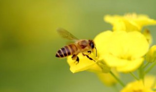 蜜蜂的简短小故事 蜜蜂的小故事