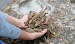 大虾隔水炖怎么做 有什么做的技巧