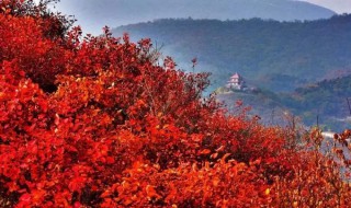 以红叶著名的香山位于哪座城市 以红叶著名的香山地理位置