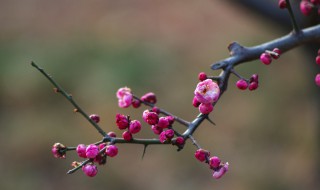 初春仲春暮春各自特点 初春仲春暮春各自有哪些特点