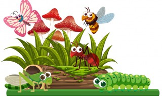 昆虫有哪些品种 昆虫品种介绍