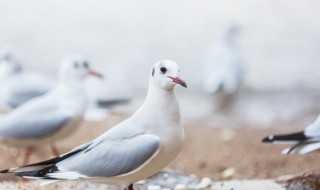 鸽子为何是和平的象征 为什么鸽子象征和平