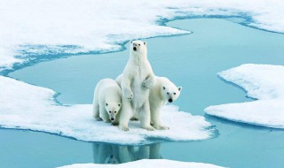 为什么南极比北极冷 南极比北极冷的原因