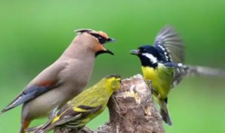 莺歌对燕舞是哪两种鸟 小学语文课文解析