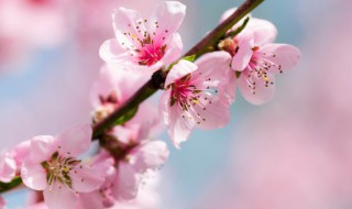 桃花源景区 桃花源景区简介