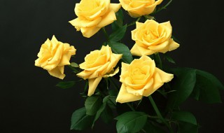黄色玫瑰花代表什么意思 黄色玫瑰花都代表什么意思