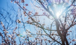 梅花香自苦寒来的意思是什么 梅花香自苦寒来表达的含义