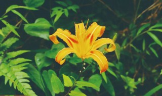 关于植物的诗词 关于植物的诗词有哪些