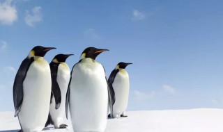 关于企鹅的知识 关于企鹅的知识有哪些
