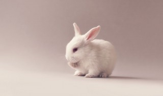 描写小白兔的特点 小白兔有哪些特征