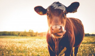 牛的精神和意志是指什么 牛的精神和意志是什么