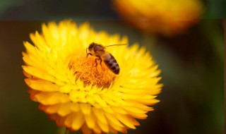 花粉的营养价值 给大家介绍一下