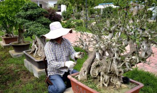 南阳盆景村在哪里 一张盐景文化名片