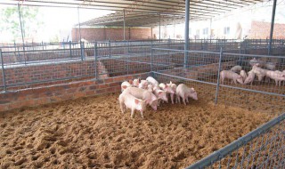 自制养猪发酵饲料 教你低成本养猪
