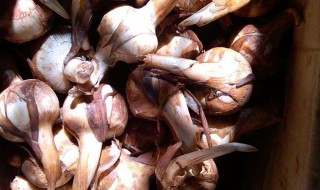 慈菇的副作用 慈菇的优缺点