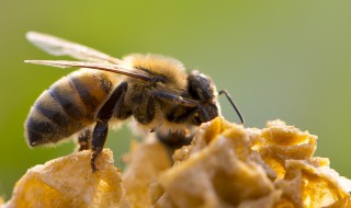 如何捕野蜂 也称为接蜂招蜂安蜂