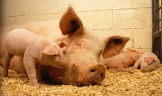 猪场取暖土方法 保温的措施大致有以下4种