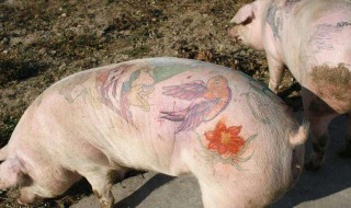 猪的器官种类 关于猪的介绍