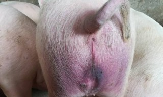 猪耳朵发紫和屁股发紫怎么治 猪耳朵屁股发紫是什么病?