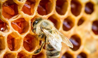 蜂胶怎么吃效果最好 蜂胶吃法