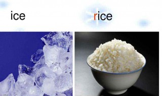 rice是可数名词吗 rice是不可数的还是可数的