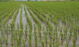 水稻一般施几次肥 水稻到底施几次肥
