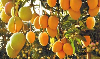 芒果籽的种植方法 你要知道